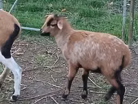 பெண் ஆடு, Cameroon sheep — புகைப்படம் 2