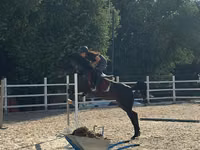Бие, Friesian sport horse — 3-сурет