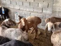 母羊, Sheep — 照片 2