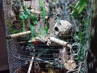 Unikal şaquli terrarium/volyer – dekorativ ağac gövdəsi və təbii — 写真 3