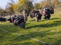 Geniş Göğüslü Beyaz — foto 2