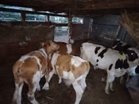 Skot (série, pohlaví neuvedeno), Skot — foto 3
