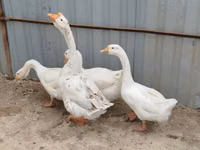 Geese — zdjęcie 3