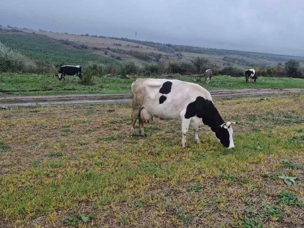 பசு, Russian Black pied cattle