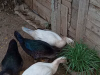 Domestic Muscovy — 2-rasm