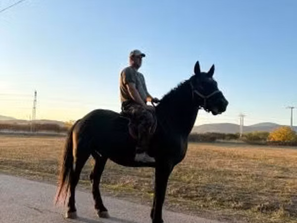 Horse (M), Nonius horse