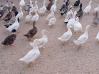Ducks — zdjęcie 3