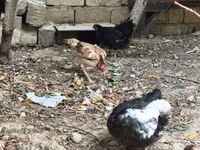 Chickens — foto 6