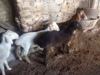 ვერძი, Rhon sheep — ფოტო 5