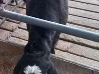Bélier, Moutons — photo 1