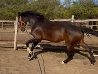 ცხენი, Hanoverian — ფოტო 5