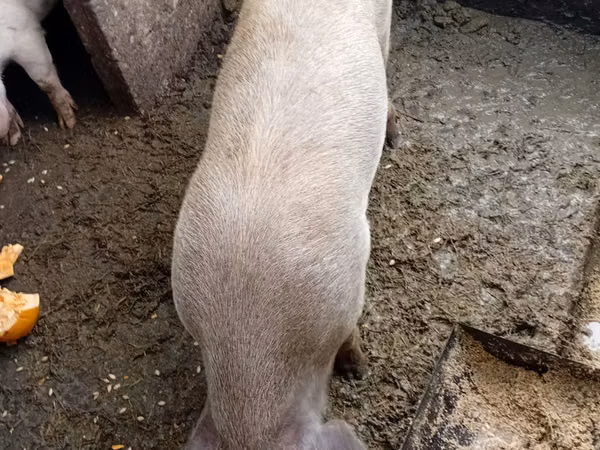 公猪, Pigs