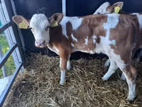 ثور, Simmental cattle — الصورة 2