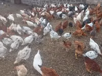Chickens — 照片 1