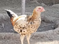 Chickens — 写真 5