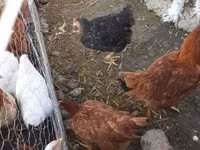 Chickens — 5-rasm
