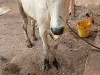 Buğa, Mal-qara — foto 2