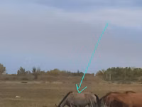 பெண் குதிரை, Priob horse — புகைப்படம் 1