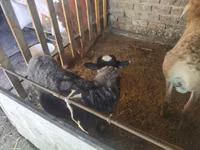 كبش, Rhon sheep — الصورة 2