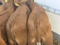 Skot (série, pohlaví neuvedeno), Simmental cattle — foto 5