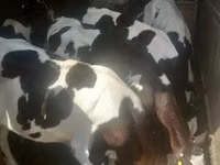 Taureau, Race Holstein — photo 1