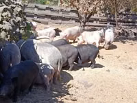 Boar — photo 6