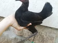 மாடர்ன் கேம் — புகைப்படம் 3