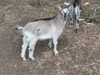 Billy Goat, Goats — photo 4