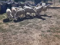 Qoʻchqor, Ile-de-France sheep — 2-rasm