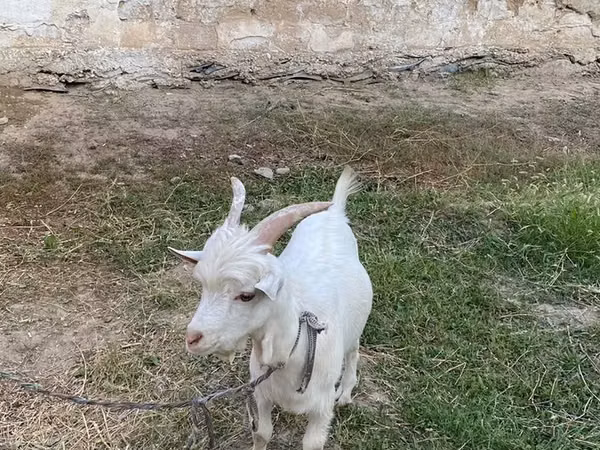 Cabra, Cabras