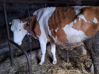 Cow, Russian Black pied cattle — photo 5