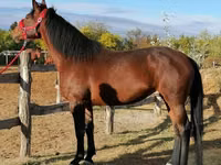 Yegua, Hungarian horse breed — foto 2