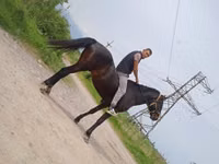 குதிரை, Standardbred — புகைப்படம் 2