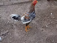 Chickens — zdjęcie 3