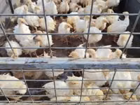Turkeys — foto 2