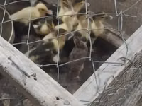 Chickens — Foto 6