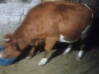 İnek, Latvian Blue cattle — foto 4