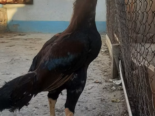 Chickens — Ázerbájdžán