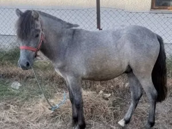 雄馬, 馬