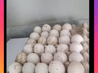 Turkeys — Foto 1