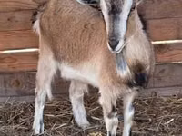 பெண் வெள்ளாடு, West African dwarf goats — புகைப்படம் 3