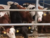 ثور, Simmental cattle — الصورة 4
