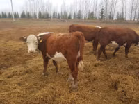 காளை, Russian Black pied cattle — புகைப்படம் 2