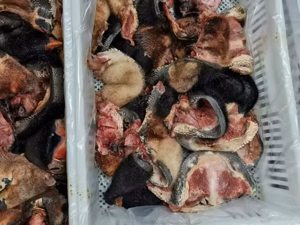 Субпродукты говяжьи (носогуб, нос, губы)