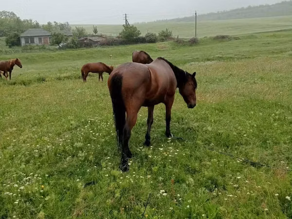 Конь, Лошади