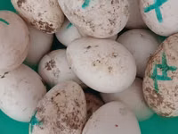 Geese — புகைப்படம் 1