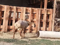 Ram, Rhon sheep — photo 5
