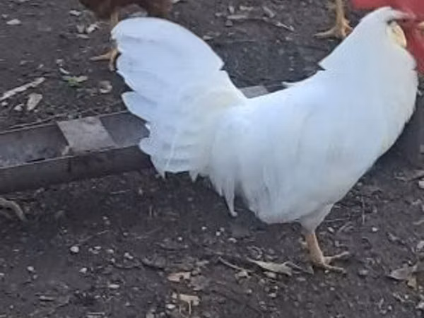 Leghorn
