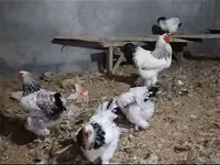 Brahma — foto 2