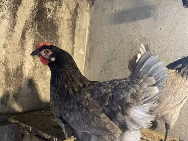 Australorp